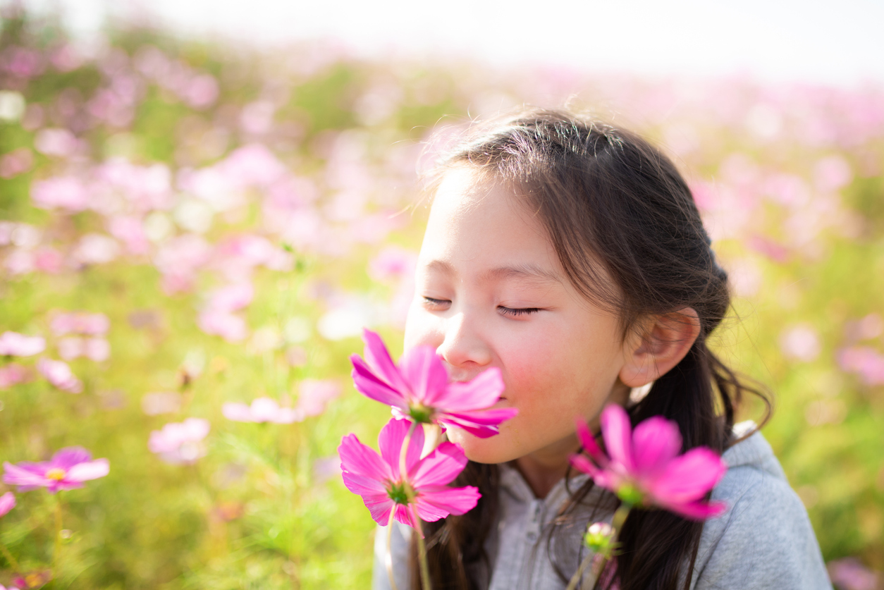 Little girl sniffing pink flowers using olfactory processing